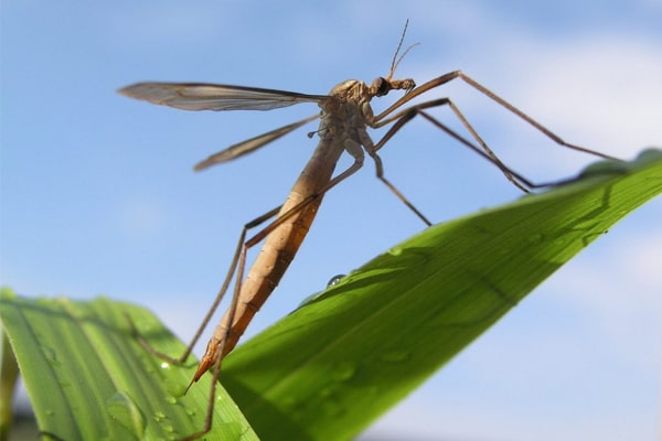 Crane Fly Problem