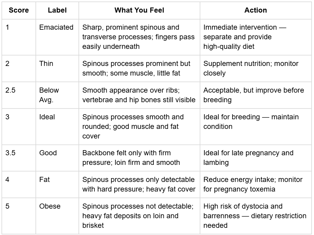  Gemini said A body condition scoring chart for livestock (likely sheep or goats), organized into four columns: Score, Label, What You Feel, and Action. The scores range from 1 to 5, detailing physical characteristics and recommended management actions.