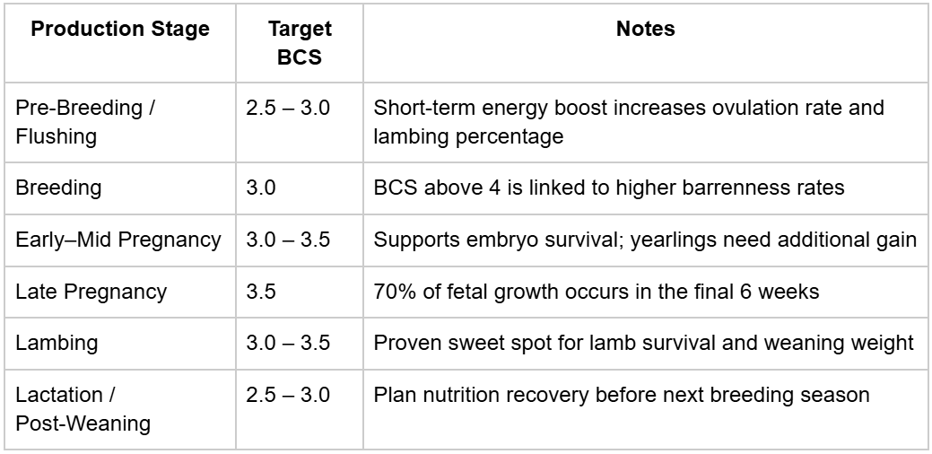 A three-column table titled "Production Stage," "Target BCS," and "Notes." It outlines the ideal body condition scores for sheep management