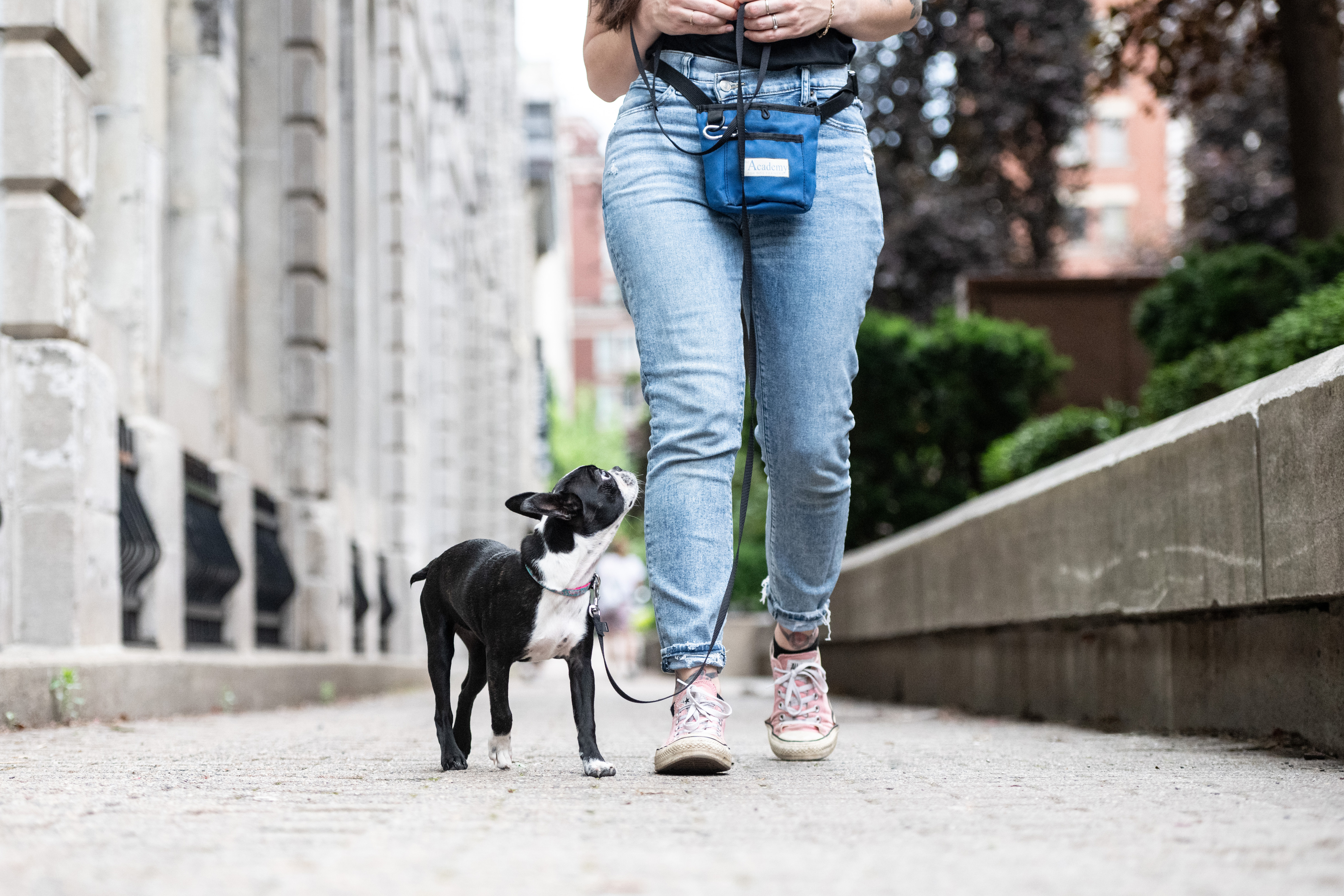 Dog trainer working with a dog on focus and engagement