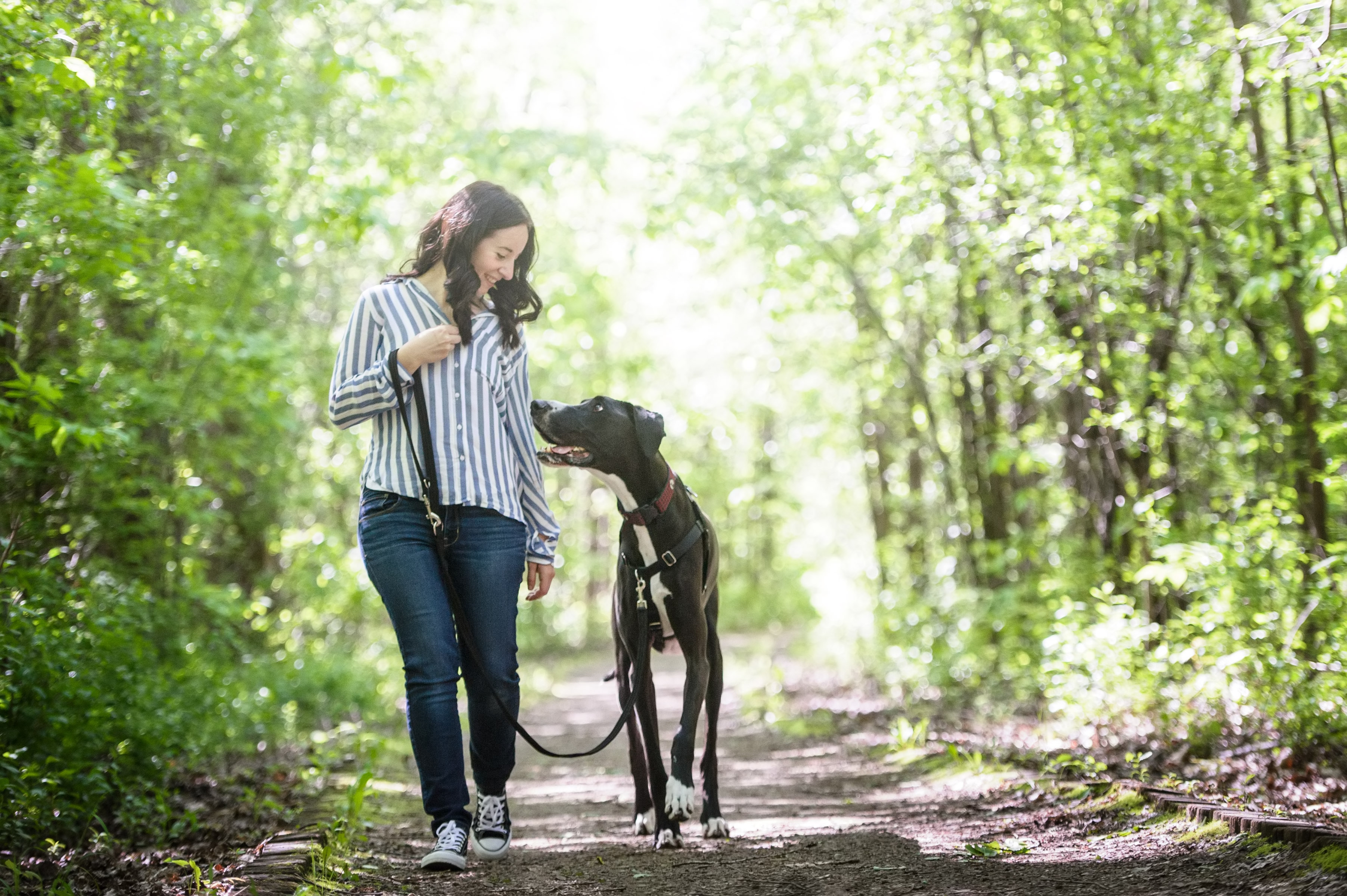 Harlow the great dane focusing on his handler