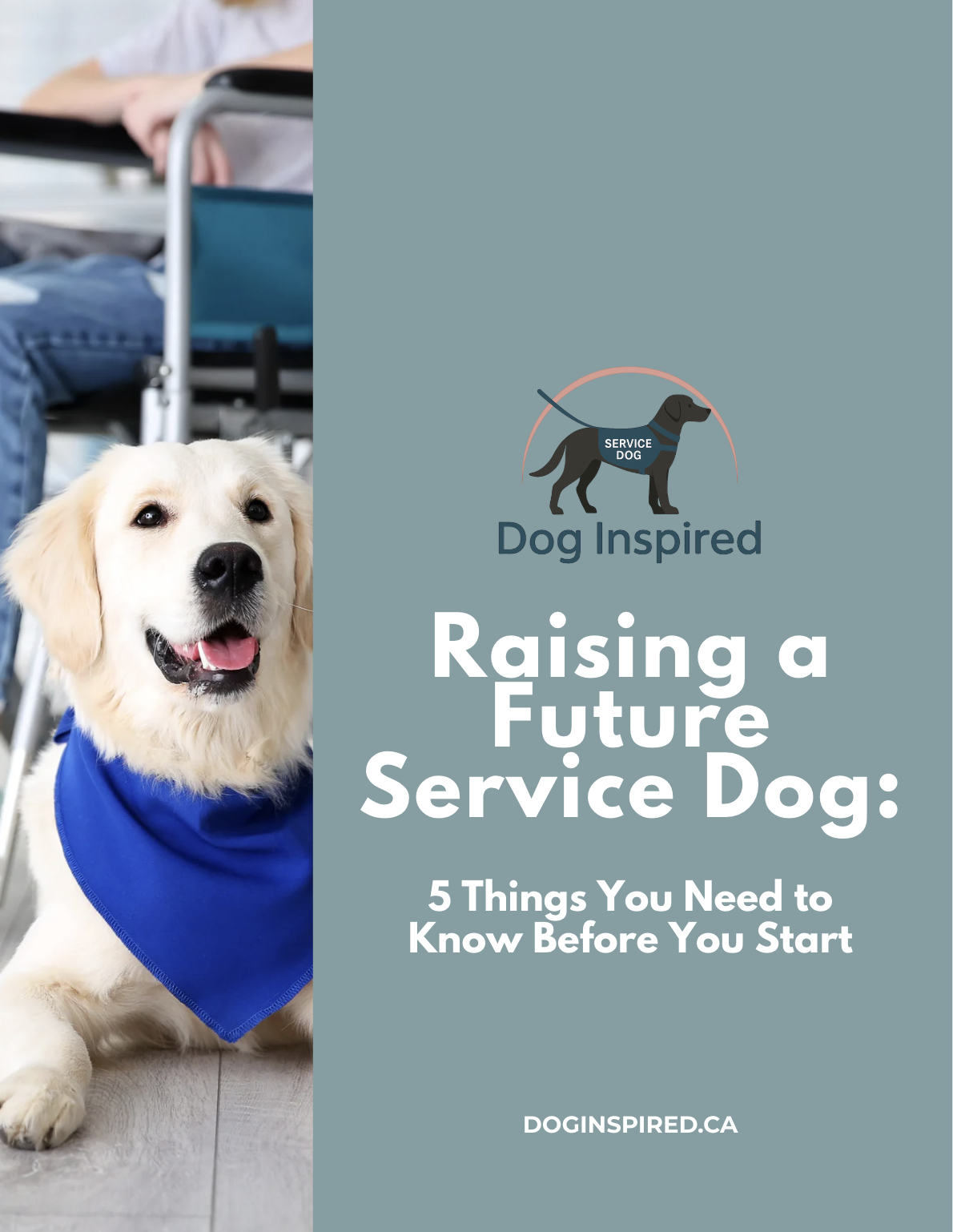 Golden retriever dog on the cover of a service dog guide