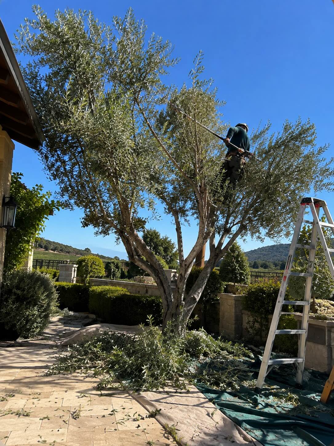 Landscape maintenance project in Sonoma County AHA Landscaping