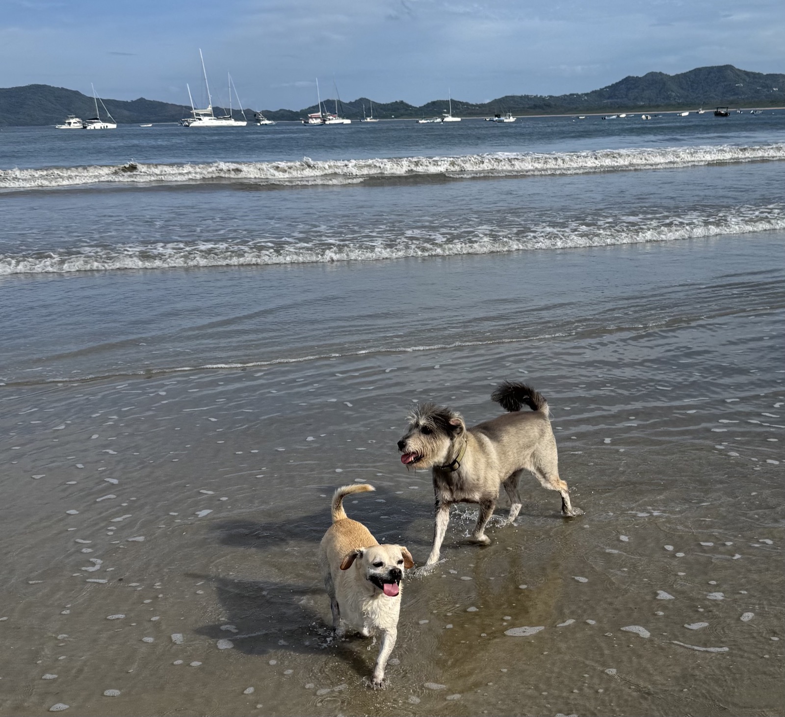 The two dogs, Costa Rica