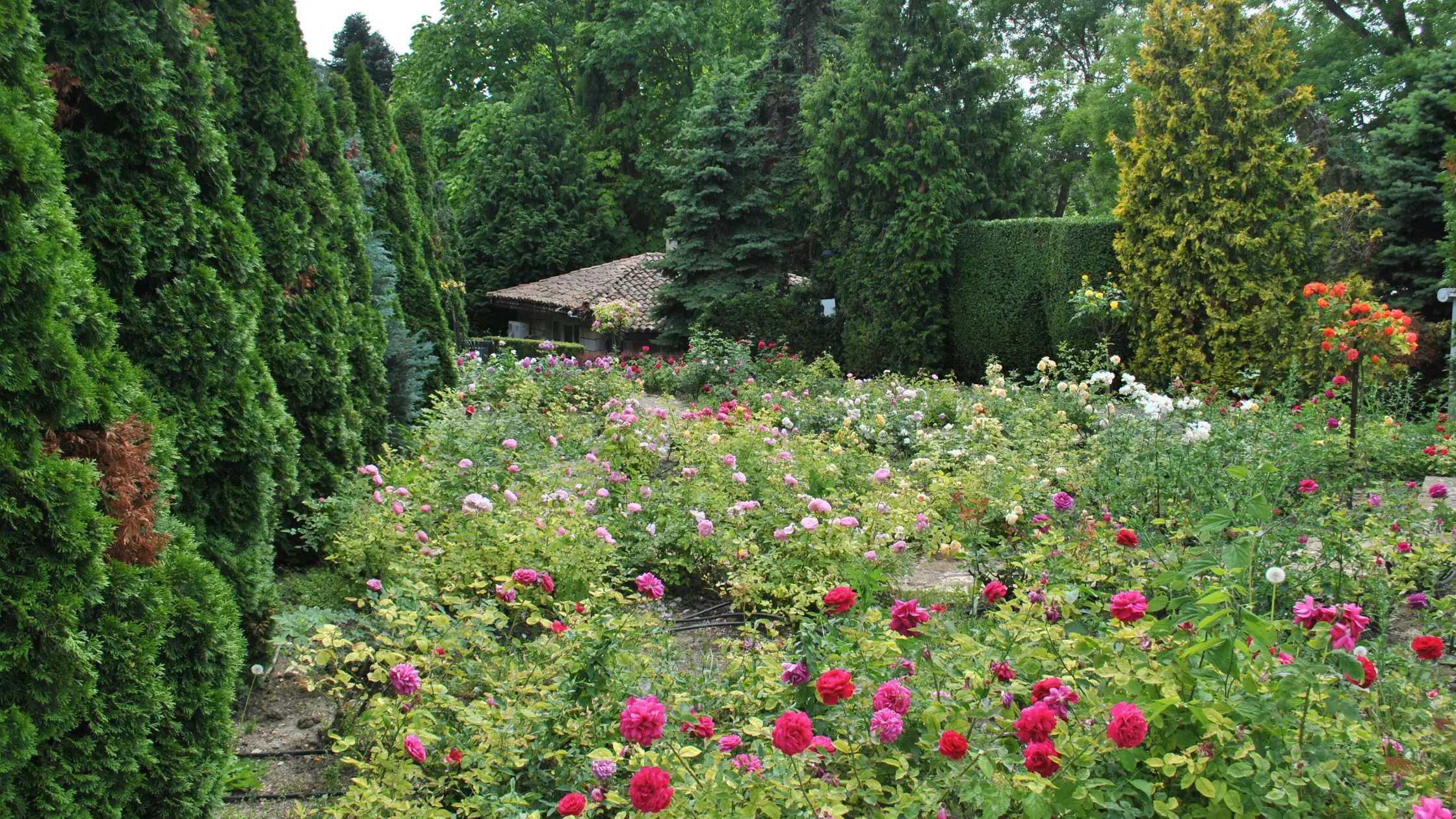 Pre-emergent weed prevention for low maintenance lawn Perth.