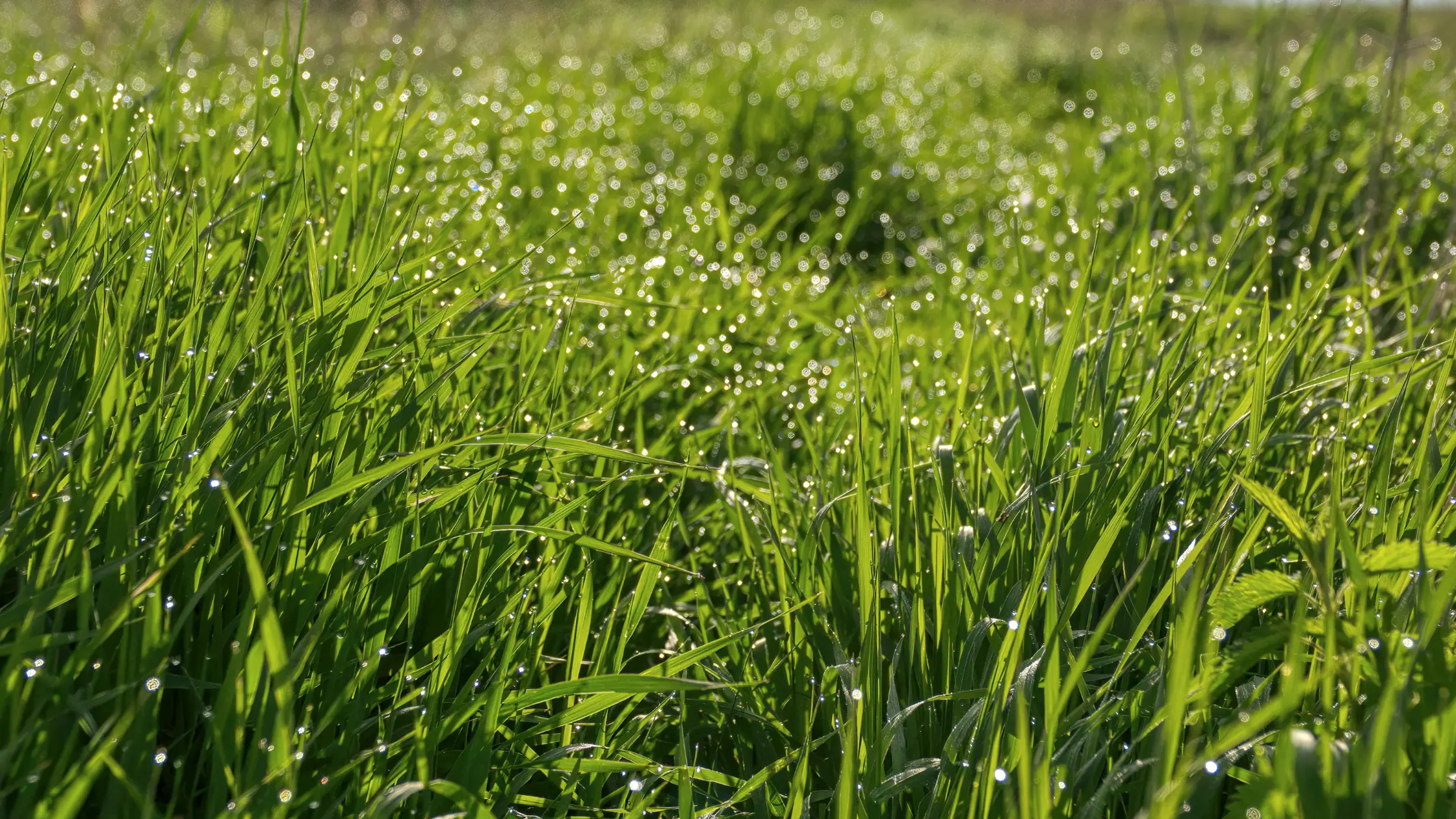 Top turf varieties for low maintenance lawn Perth.