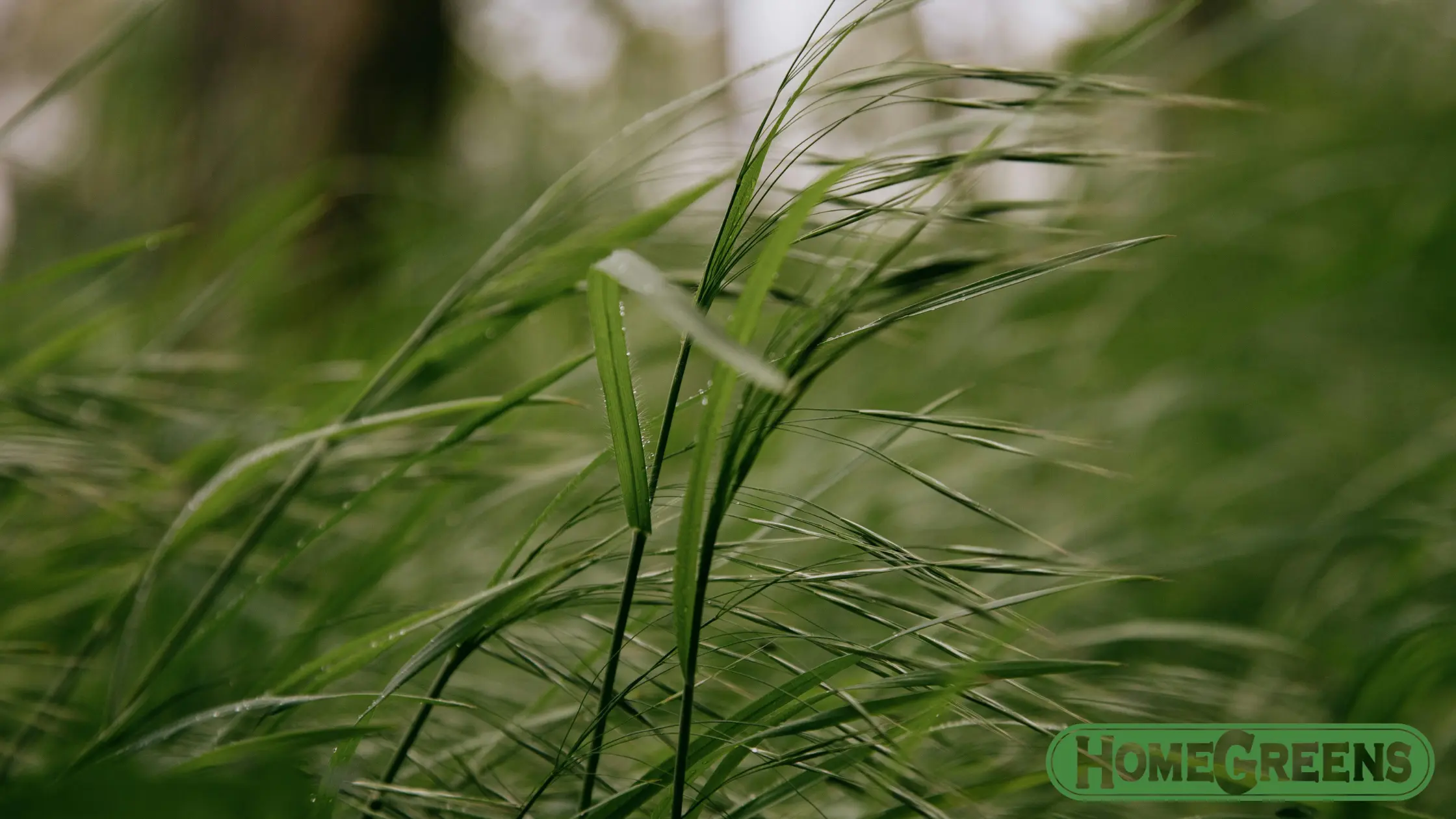 Verti-Mowing Perth removes harmful lawn thatch.