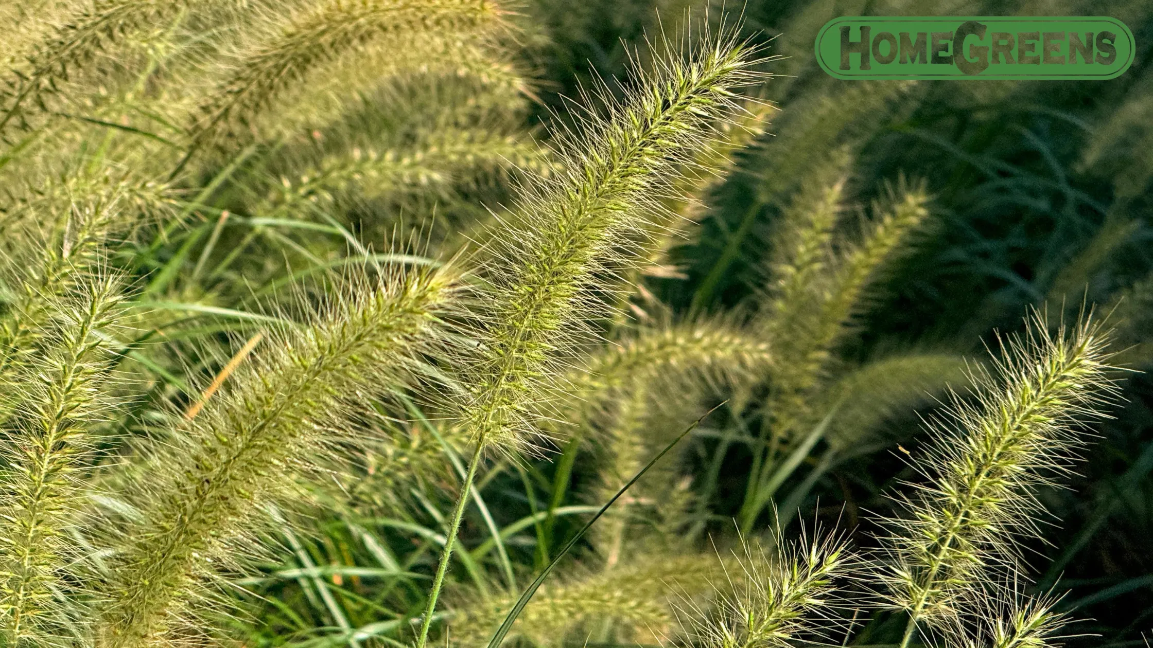 Lawn care Perth grass varieties deep dive