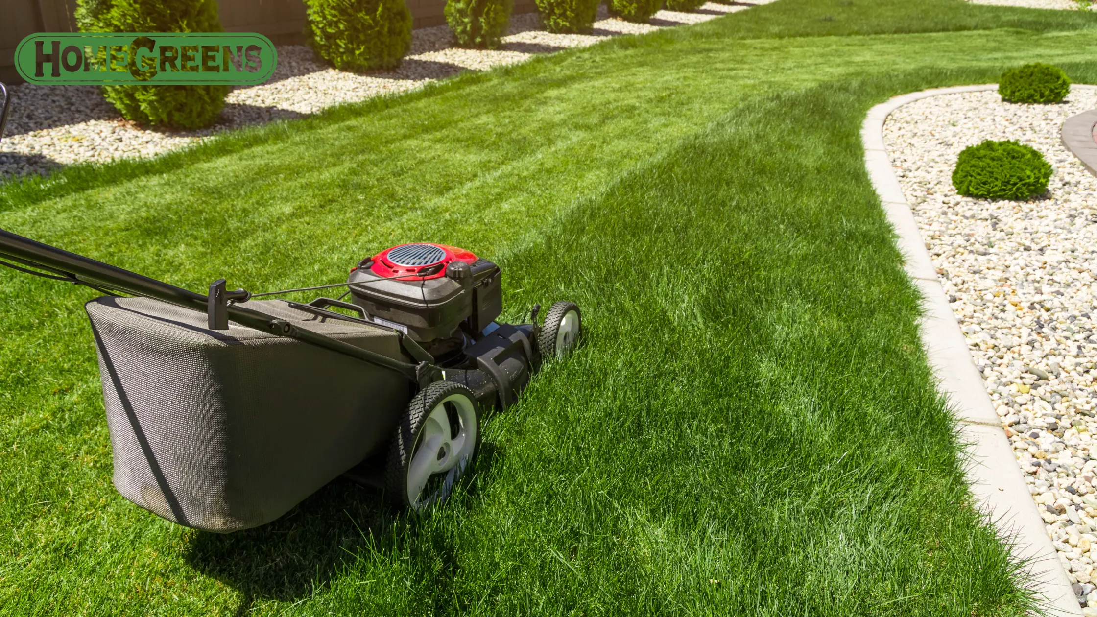 Best time to mow lawn in Perth for buffalo and couch