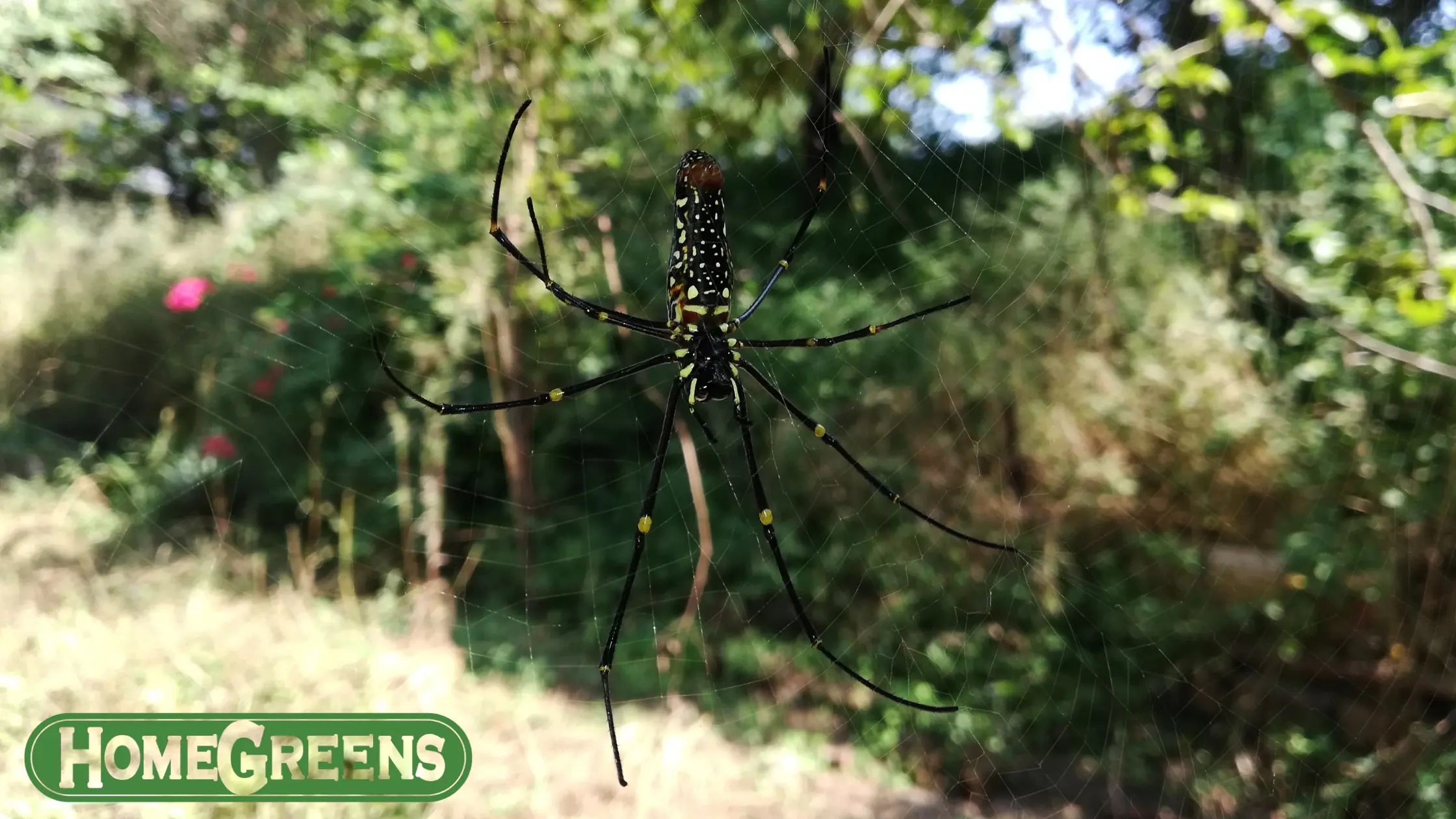 Treating curl grubs in local lawns