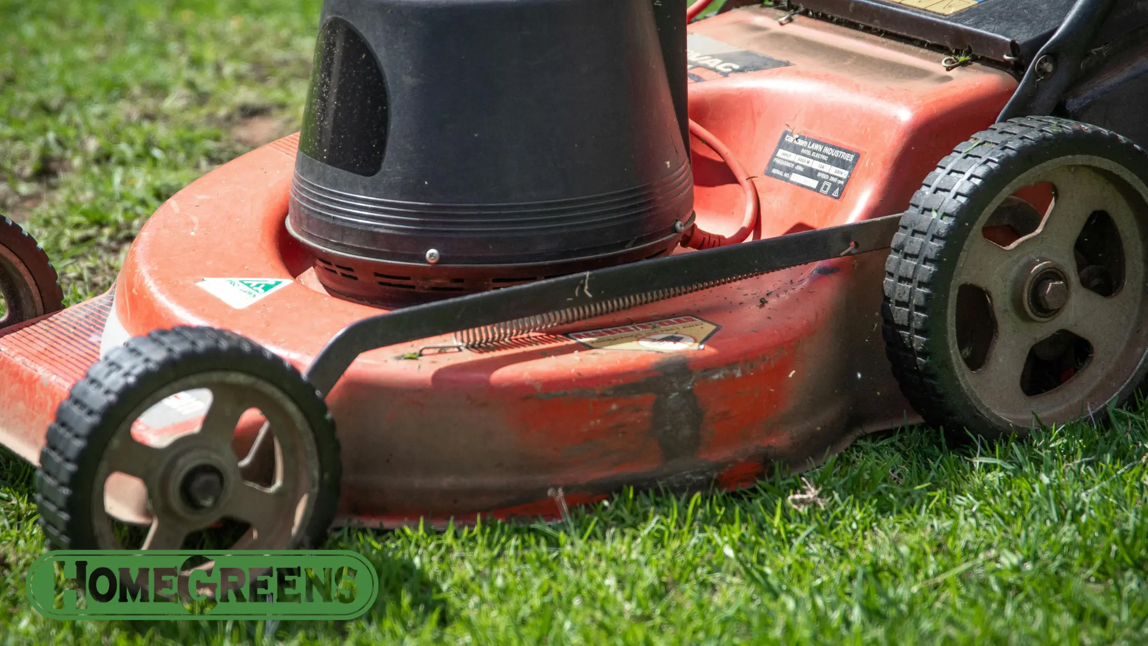 Identifying fungal lawn diseases in Perth