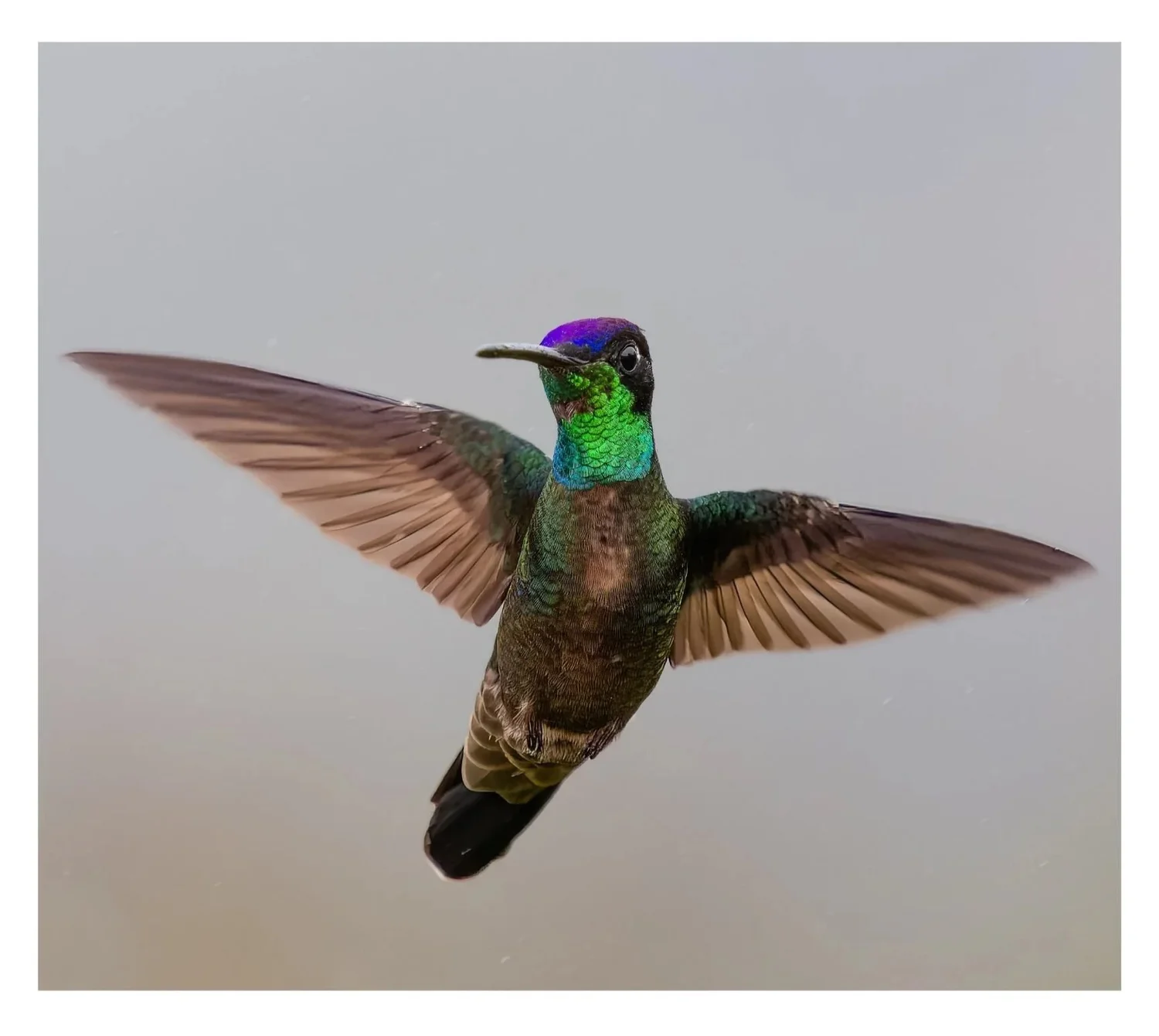 Close-up of a hummingbird in flight, wings spread, feathers iridescent green, blue and purple