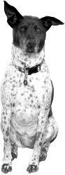 Lucky, a spotted terrier-mix dog, representing the FG Funnels software path.