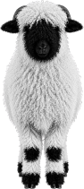 Nick, a fluffy black-nosed Valais Blacknose sheep, representing the FG courses path.