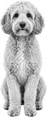 Nala, a fluffy dog, representing the FG Society community path.