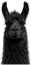 A round icon with a small image of a black llama and a purple background, used as a decorative FAQ marker.