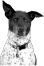 A round icon with a small image of a spotted dog and a peach background, used as a decorative quote accent.