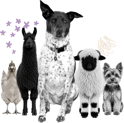 A playful collage of dogs, cats, and other animals — the pets of Team Gorgeous.