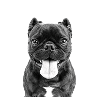 Rounc icon of a happy black dog looking at the camera, with a blue background, next to the membership pricing options.