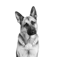 Round icon with a small image of a German shepherd dog on a peach background, used as a playful icon representing 2,500+ active FG Funnels users.