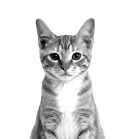Round icon with a small image of a tabby kitten on a blue background, acting as a marker for Episode 28: Why Brilliant Offers Fail: How to Beat the Odds.