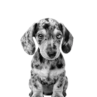 Round icon with a small image of a Dalmatian on a peach background representing the "I Need to Track" learning path.