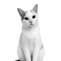 Round icon with a small image of a white cat on a green background, used as a playful icon representing 8 years of Funnel Gorgeous in business.