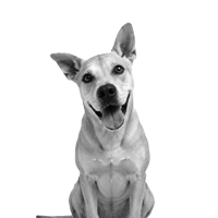 Round icon with a small image of a dog on a blue background representing the "I Need to Build" learning path.