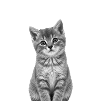 Round icon with a small image of a cat on a purple background representing the "I Need to Launch" learning path.