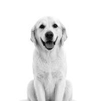 Round icon with a small image of a golden retriever dog on a gold background, used as a playful icon representing 400+ certified marketers.