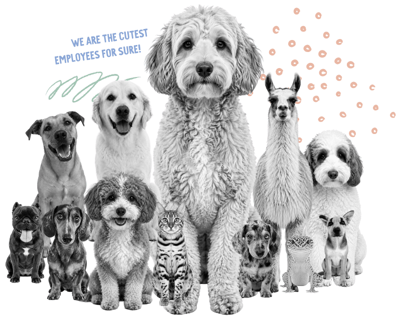 More team pets: fluffy dogs, a dachshund, a cat, and a llama pose together as "the cutest employees for sure."