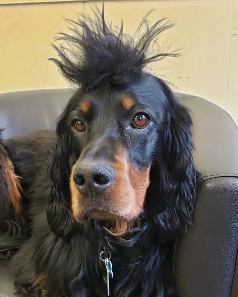 Dog relaxing on the couch at Main Street Hair Care