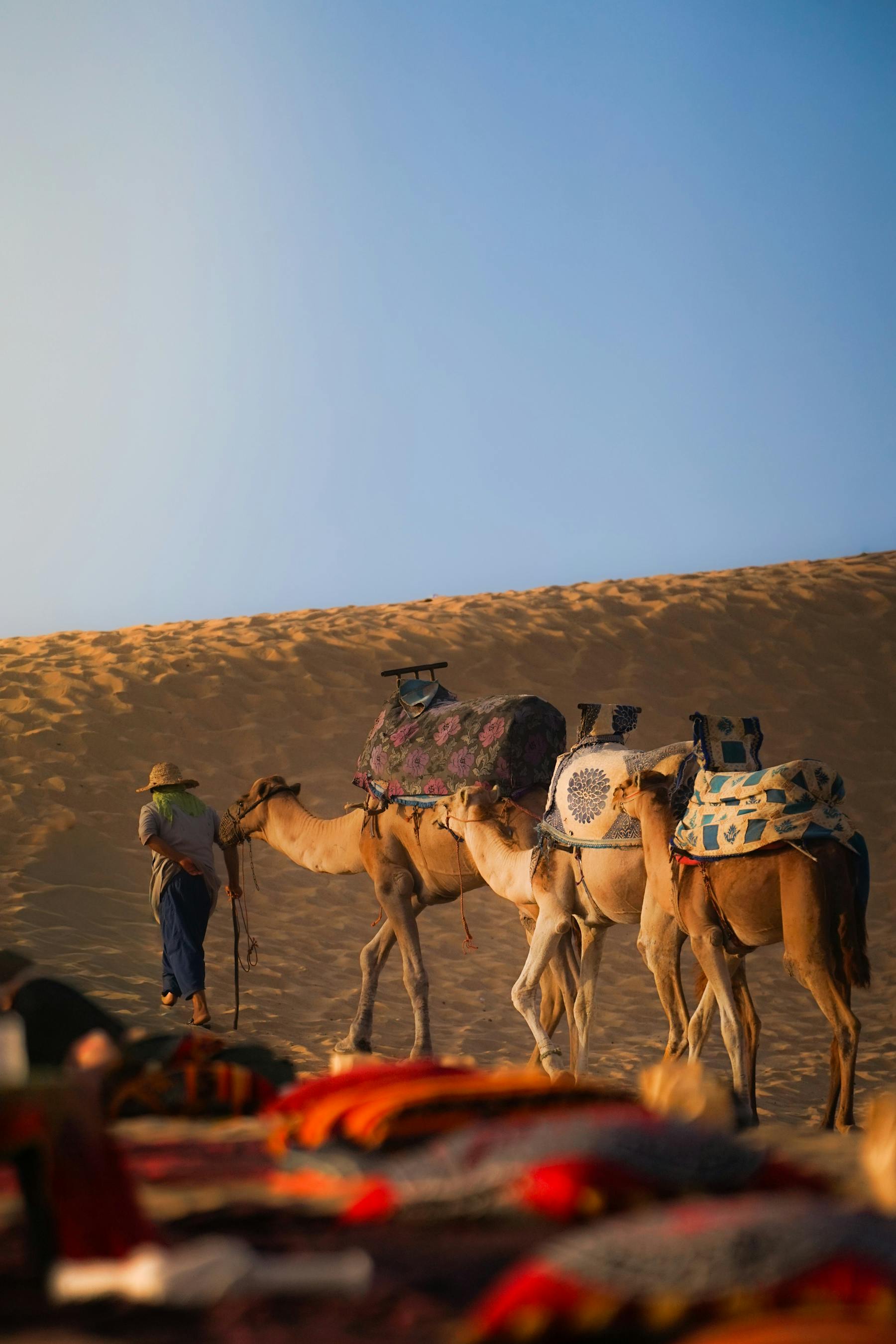 Camels in the Sahara