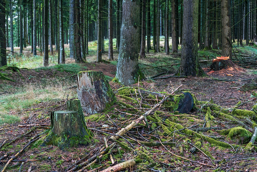 Puita ja kantoja metsässä