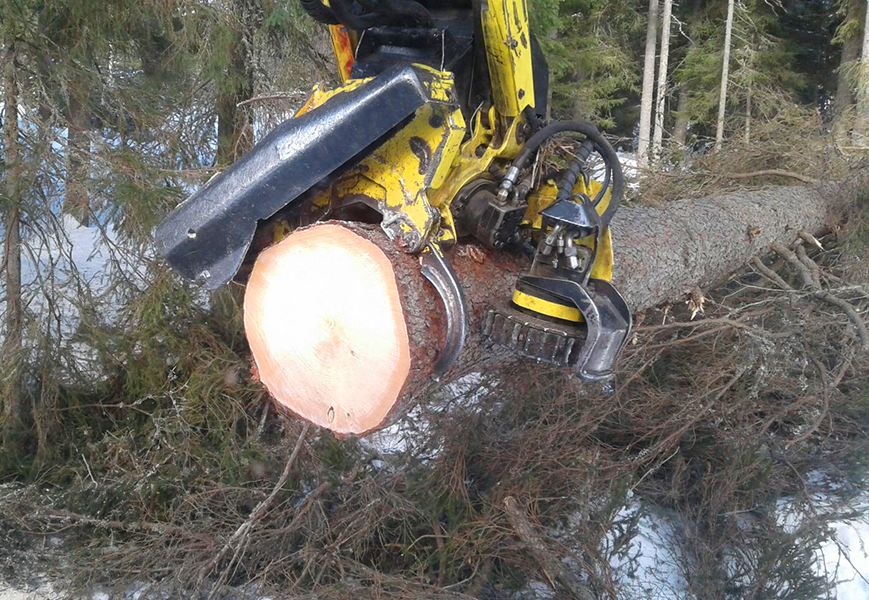 Harvennushakkuu metsässä