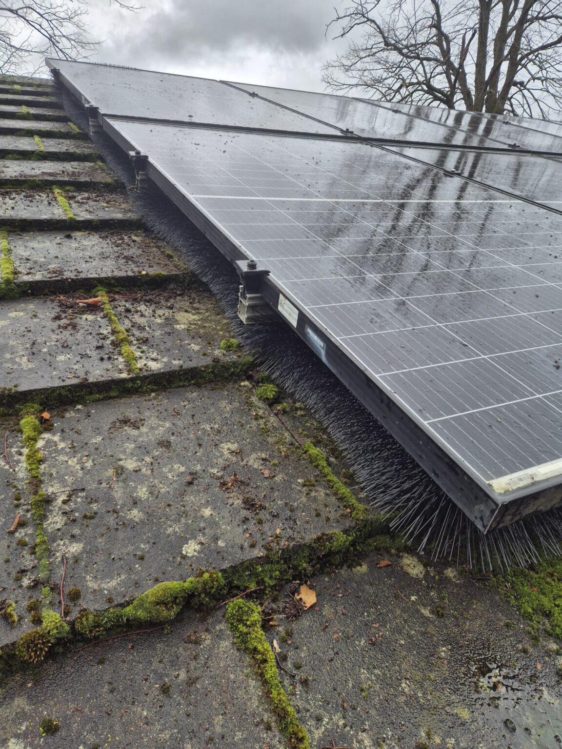 Weekly Win: Solar PV System Restored After Major Debris Build-Up