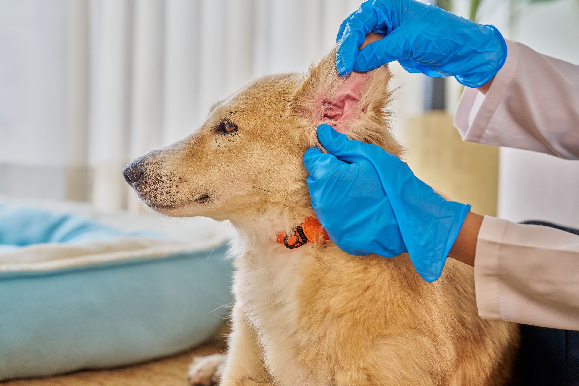 Ear Cleaning in Chino
