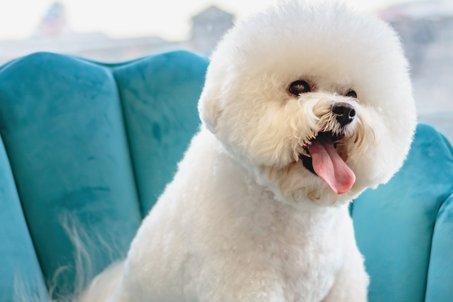 Blowout for Dogs in Chino