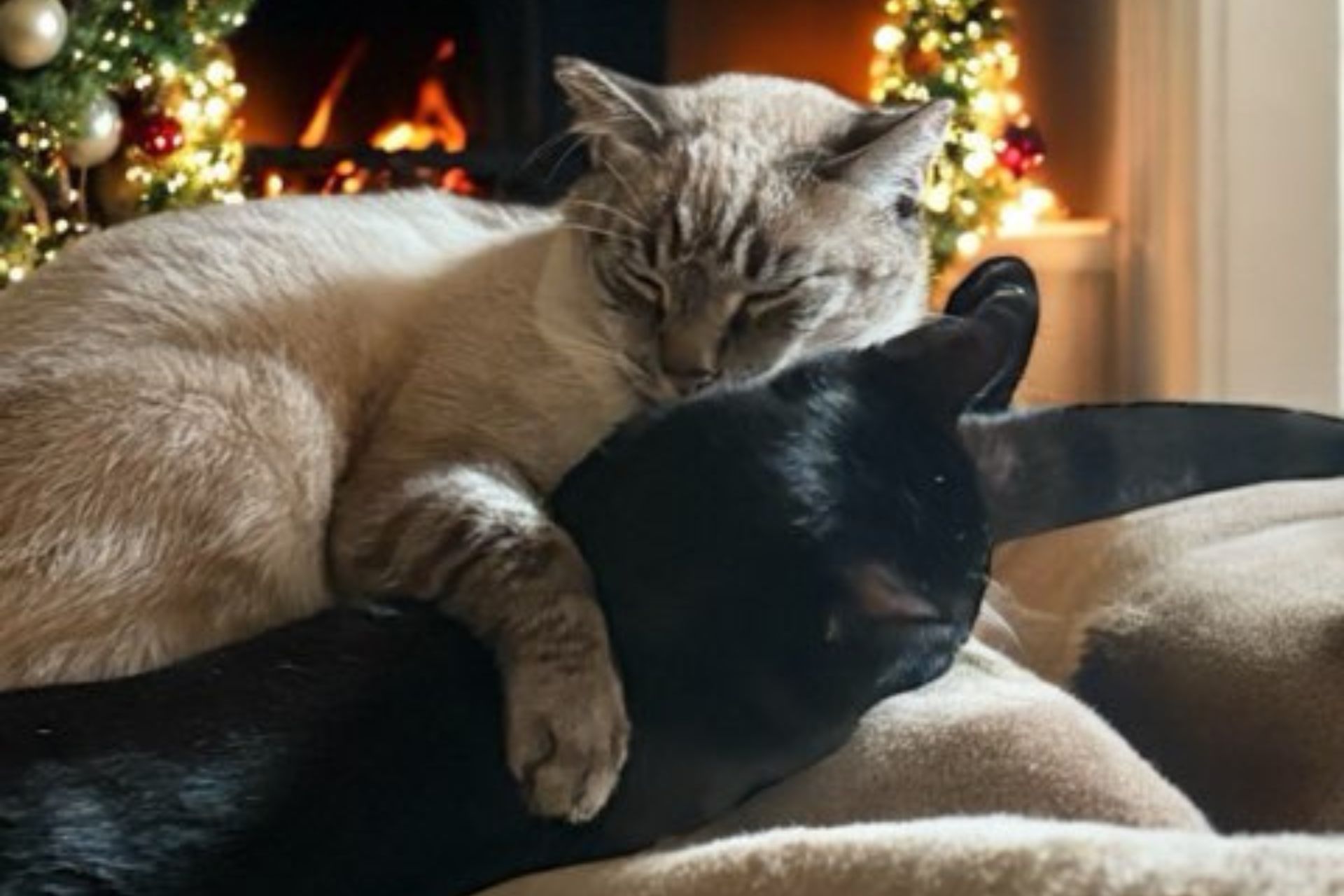 Sanitary Trims in Chino