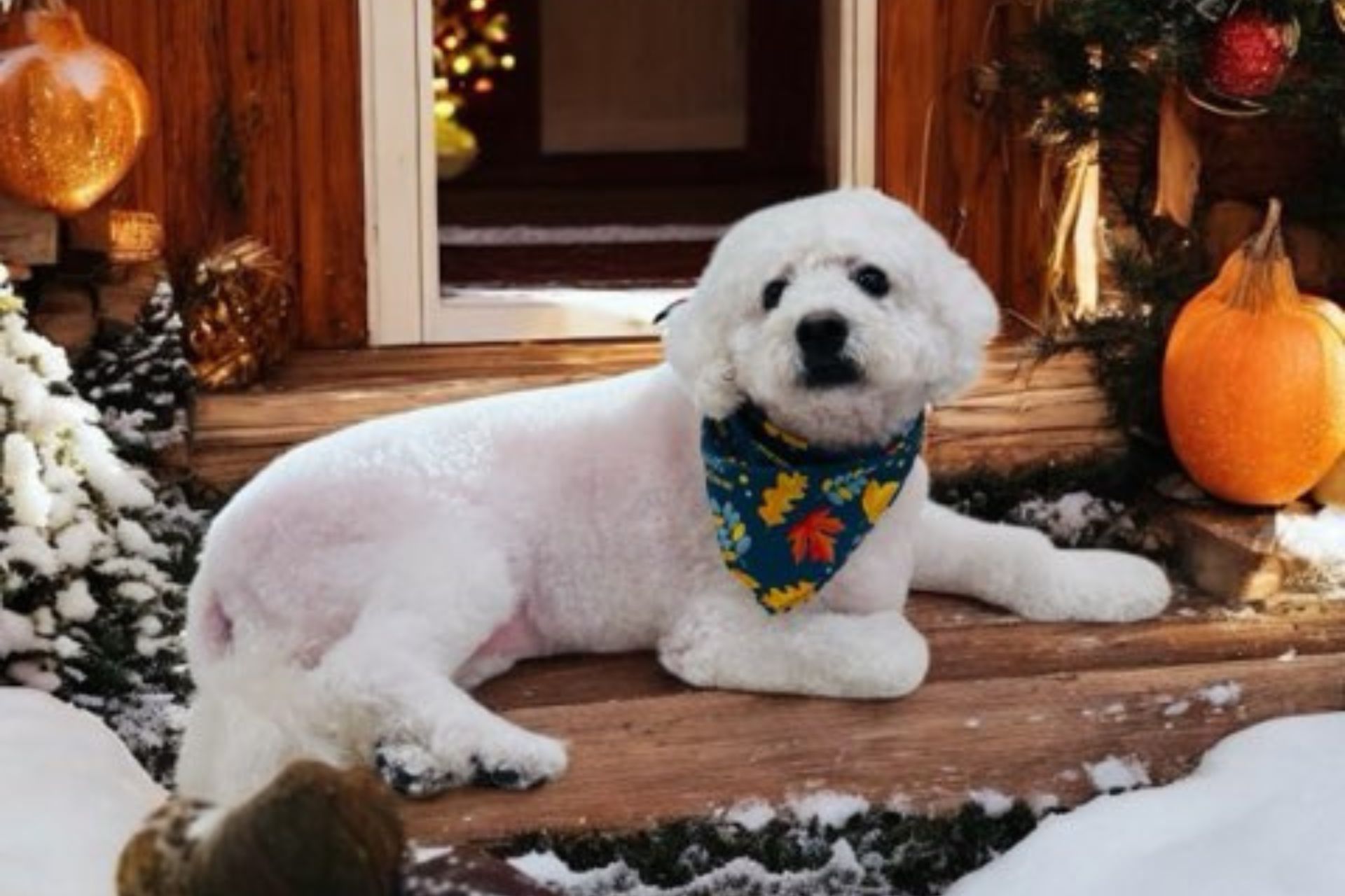 Gland Expression in Chino