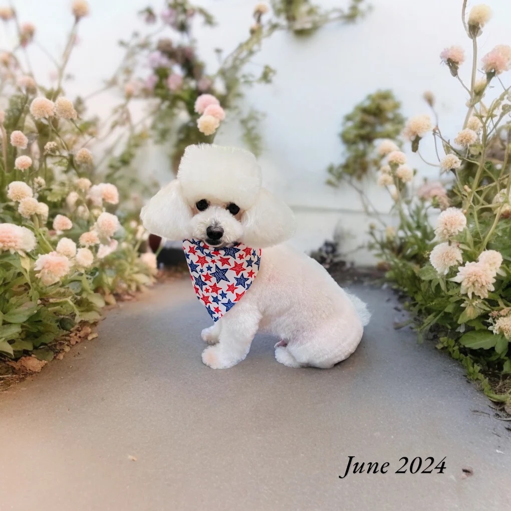 Dog Skin Conditioning 