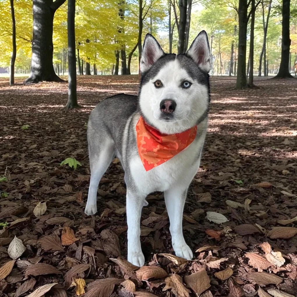 Chino Hills De-shedding