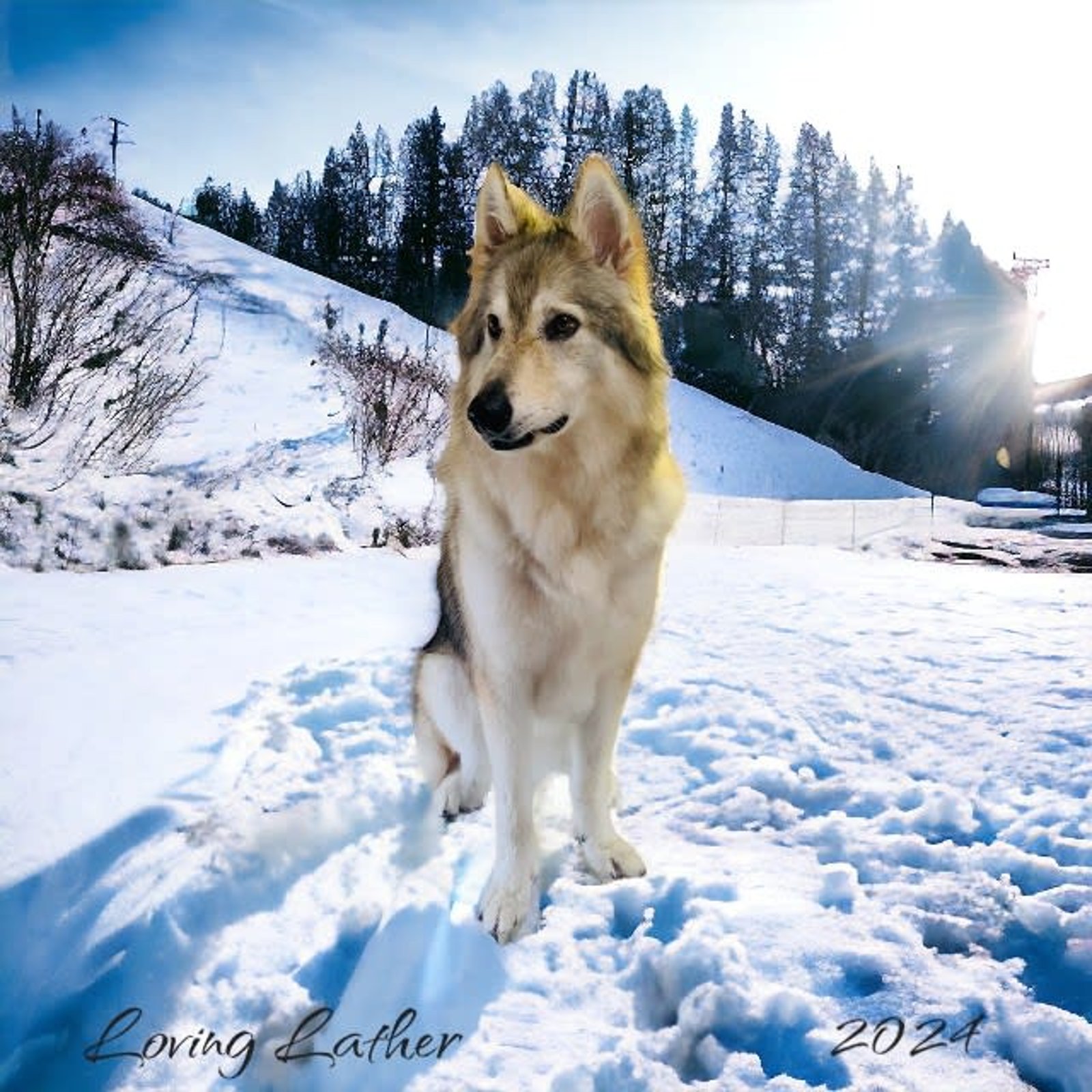 Phillips Ranch Dog Bathing