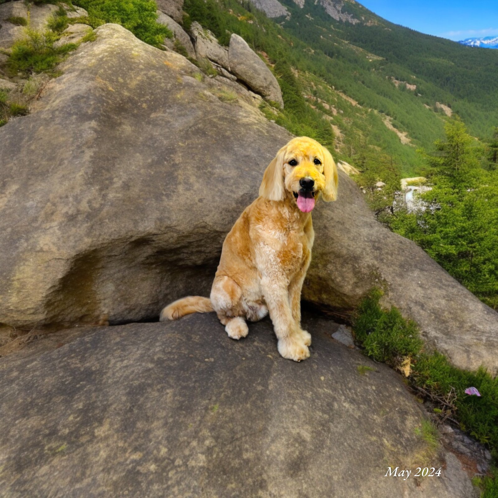  Dog Skin Conditioning