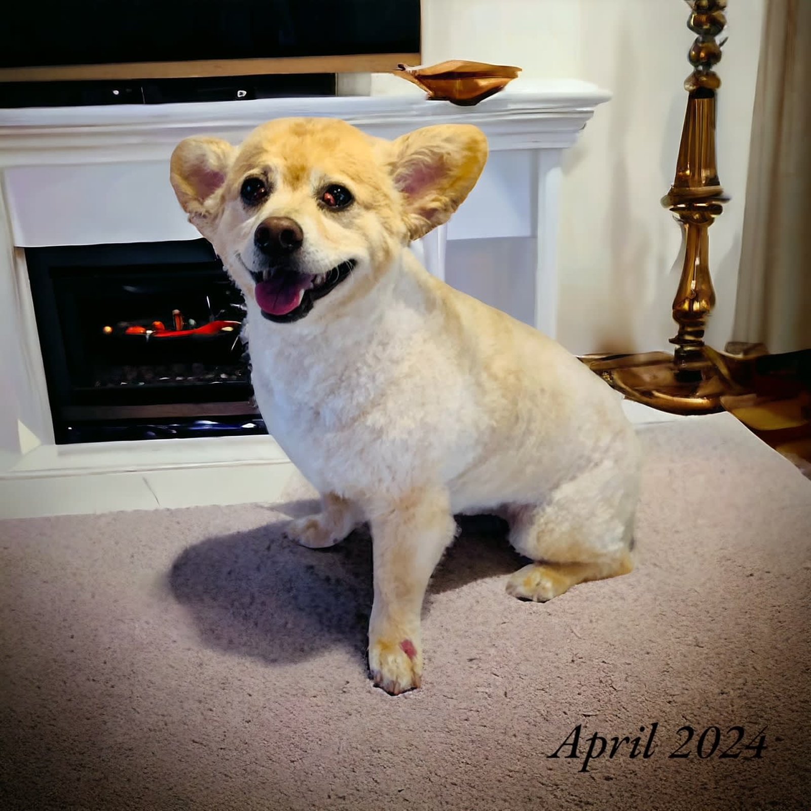  Dog Skin Conditioning