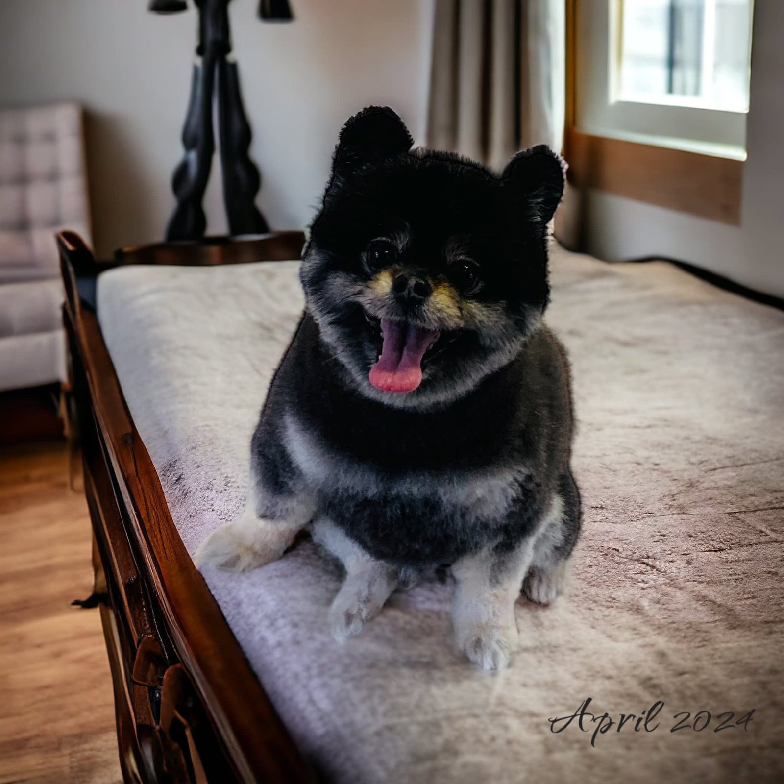 Dog Skin Conditioning Chino