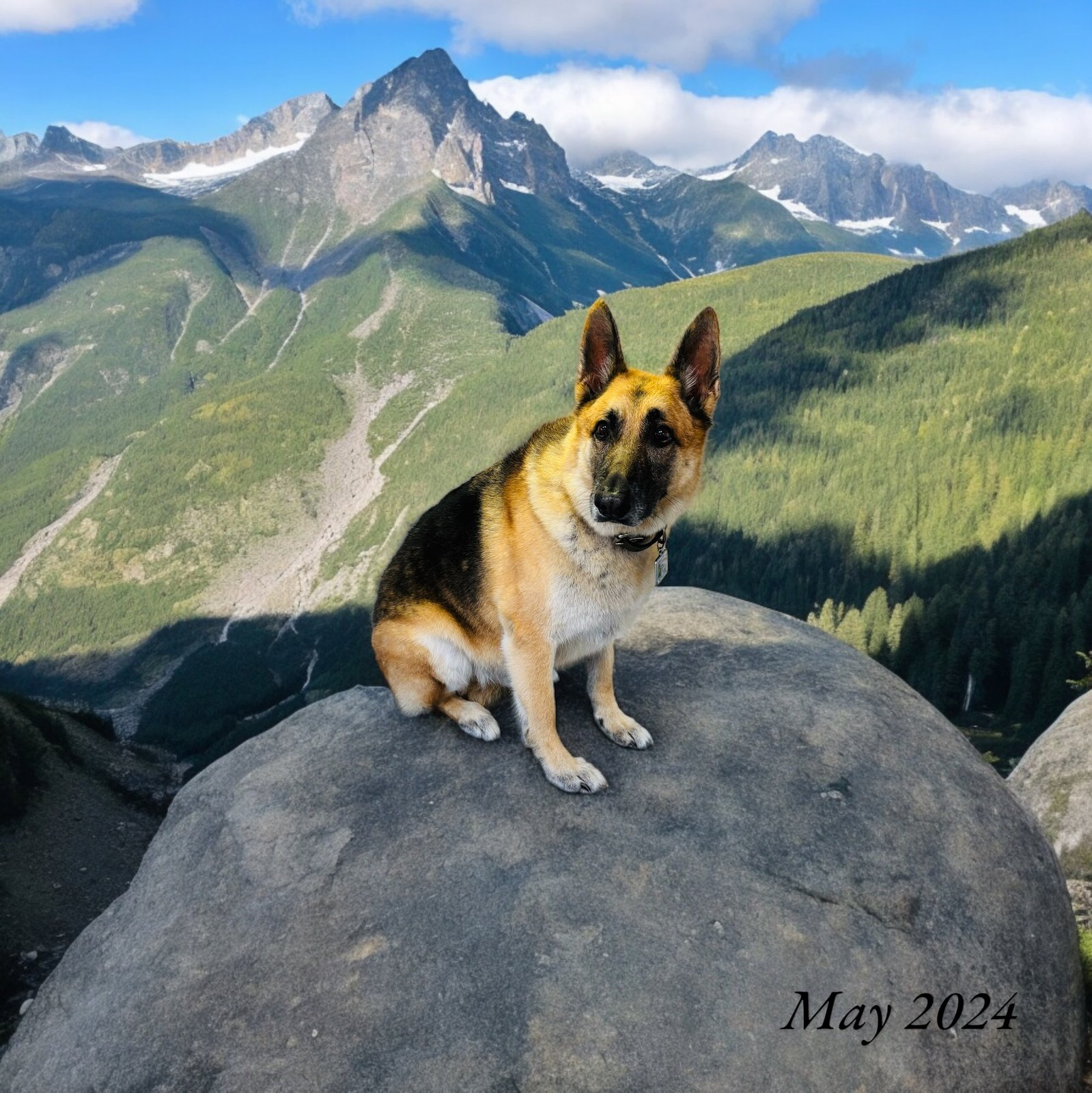 Diamond Bar Dog Bathing