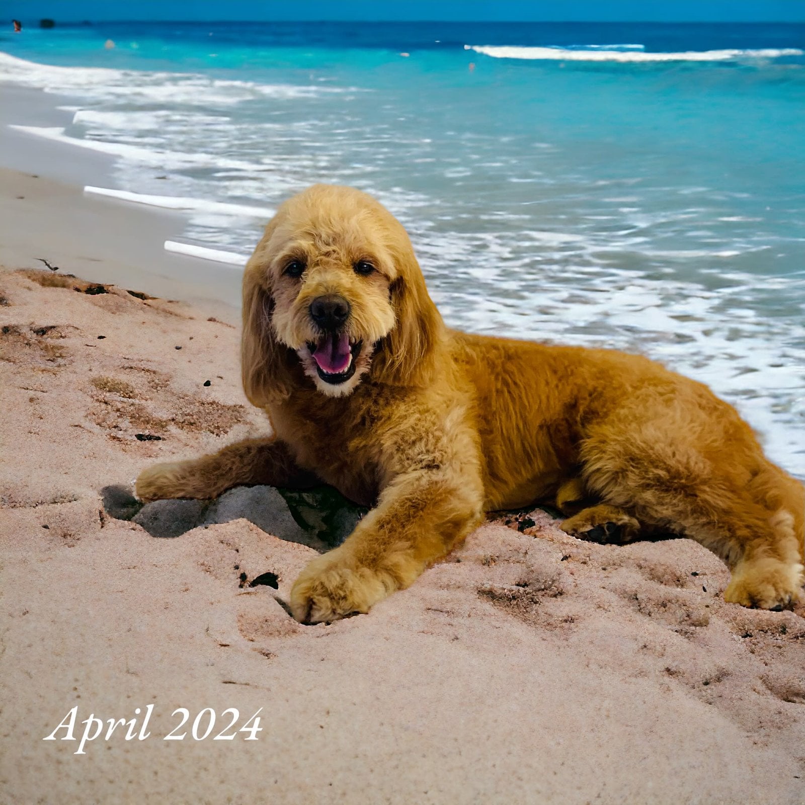  Dog Skin Conditioning