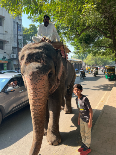 Paseo en elefante