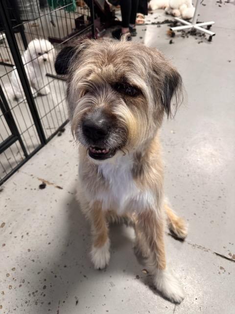  Full Haircut Service